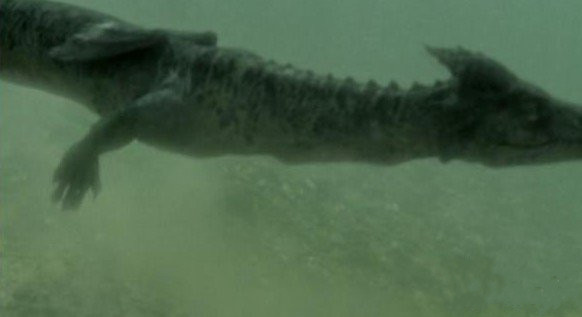 中國黃龍洞發(fā)現(xiàn)真龍